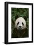 Giant Panda-DLILLC-Framed Photographic Print