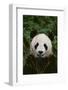 Giant Panda-DLILLC-Framed Photographic Print