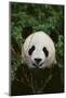 Giant Panda-DLILLC-Mounted Photographic Print