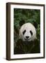 Giant Panda-DLILLC-Framed Photographic Print