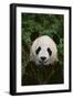 Giant Panda-DLILLC-Framed Photographic Print