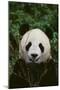 Giant Panda-DLILLC-Mounted Photographic Print