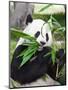 Giant Panda-GoodOlga-Mounted Photographic Print