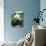 Giant Panda-GoodOlga-Photographic Print displayed on a wall