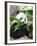 Giant Panda-GoodOlga-Framed Photographic Print