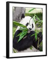 Giant Panda-GoodOlga-Framed Photographic Print