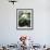 Giant Panda-GoodOlga-Framed Photographic Print displayed on a wall