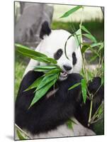 Giant Panda-GoodOlga-Mounted Photographic Print