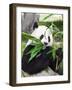 Giant Panda-GoodOlga-Framed Photographic Print