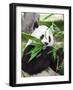 Giant Panda-GoodOlga-Framed Photographic Print