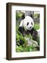 Giant Panda-GoodOlga-Framed Photographic Print