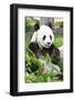 Giant Panda-GoodOlga-Framed Photographic Print