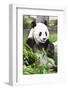 Giant Panda-GoodOlga-Framed Photographic Print