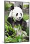 Giant Panda-GoodOlga-Mounted Photographic Print