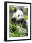 Giant Panda-GoodOlga-Framed Photographic Print