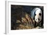 Giant Panda-Orhan-Framed Photographic Print