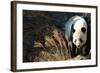 Giant Panda-Orhan-Framed Photographic Print