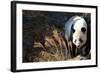 Giant Panda-Orhan-Framed Photographic Print