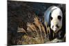 Giant Panda-Orhan-Mounted Photographic Print