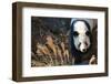 Giant Panda-Orhan-Framed Photographic Print