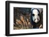 Giant Panda-Orhan-Framed Photographic Print