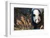 Giant Panda-Orhan-Framed Photographic Print