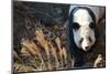 Giant Panda-Orhan-Mounted Photographic Print