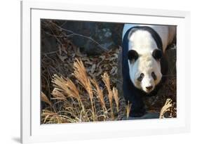 Giant Panda-Orhan-Framed Photographic Print