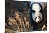 Giant Panda-Orhan-Mounted Photographic Print