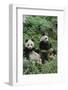 Giant Panda-null-Framed Photographic Print