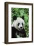 Giant Panda-null-Framed Photographic Print