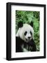 Giant Panda-null-Framed Photographic Print