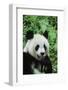 Giant Panda-null-Framed Photographic Print