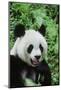 Giant Panda-null-Mounted Photographic Print