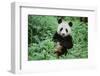 Giant Panda-null-Framed Photographic Print