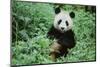 Giant Panda-null-Mounted Photographic Print