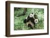 Giant Panda-null-Framed Photographic Print