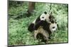 Giant Panda-null-Mounted Photographic Print