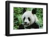 Giant Panda-null-Framed Photographic Print