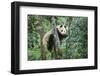 Giant Panda-null-Framed Photographic Print