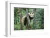 Giant Panda-null-Framed Photographic Print