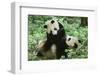 Giant Panda-null-Framed Photographic Print