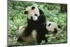 Giant Panda-null-Mounted Photographic Print