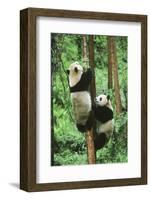 Giant Panda-null-Framed Photographic Print