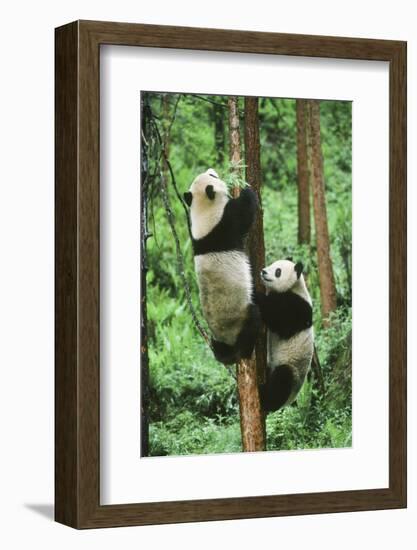 Giant Panda-null-Framed Photographic Print