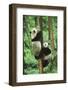 Giant Panda-null-Framed Photographic Print