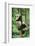 Giant Panda-null-Framed Photographic Print