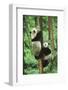 Giant Panda-null-Framed Photographic Print