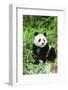 Giant Panda-null-Framed Photographic Print