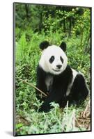 Giant Panda-null-Mounted Photographic Print